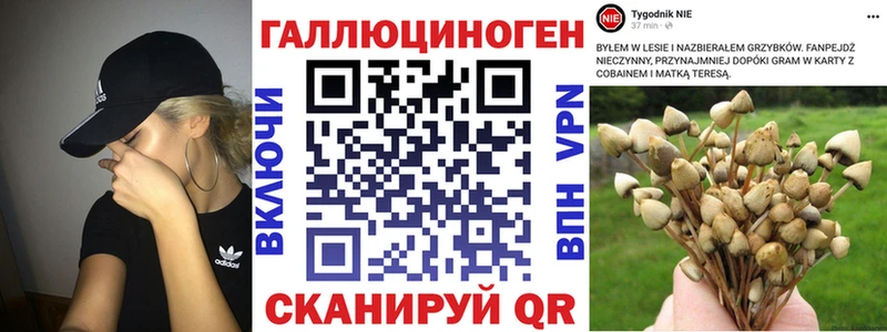 Псилоцибиновые грибы Cubensis  Павловск 
